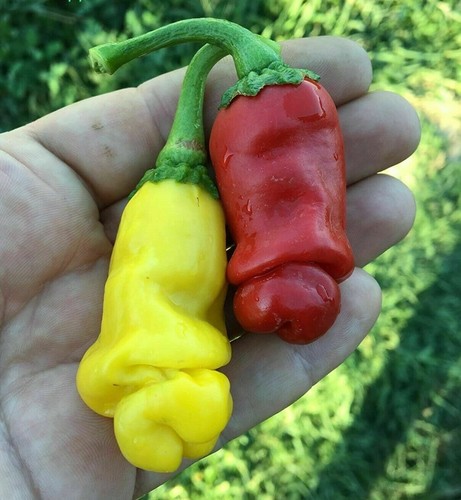 Peter pepper yellow - peter, chili